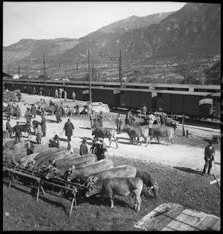 Pferdesport, Scuol, Ftan