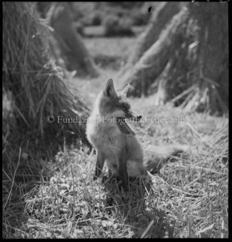 Fuchs (Aufnahme in Gurlaina)