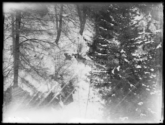 Schneehase im Schnee liegend