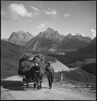 Kornernte, Kornfuhrwerk auf Ftaner Weg
