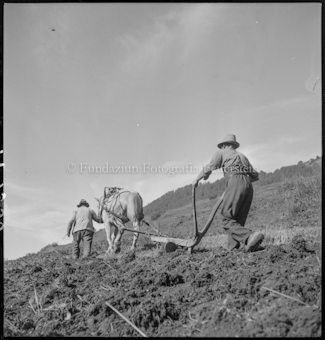 Kornernte, Pola mit Pferd