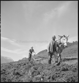 Kornernte, Pola mit Pferd