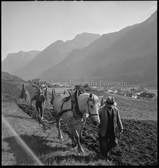 Kornernte, Pola mit Pferd