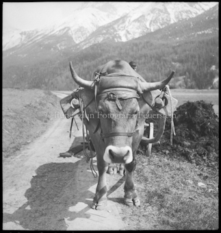 Kuhgespann mit Joch