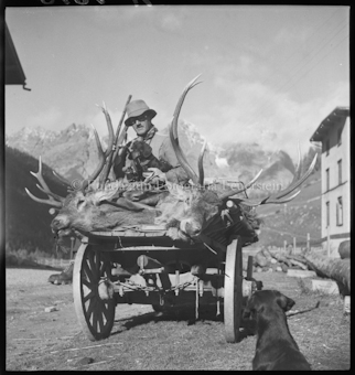 Hirschjagd, «Mic», zwei Hirsche auf dem Wagen