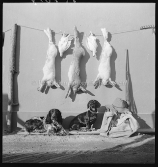Hasenjagd, Lumpi und Adeli mit Hasen und Schneehühnern