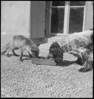Fuchs mit Adali