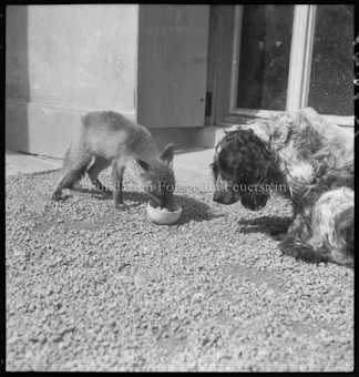 Fuchs mit Adali