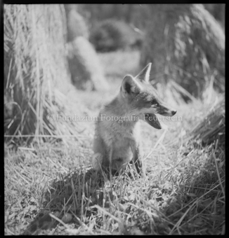 Fuchs aufgenommen in Burlaina