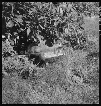 Fuchs aufgenommen in Burlaina