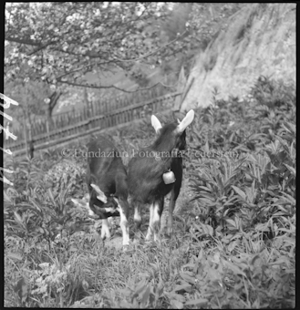 Kitze (von Jon Spies Taisch Scuol)