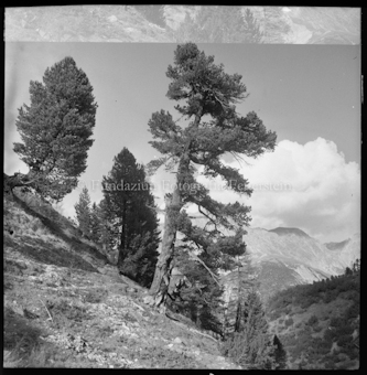 Arve im Val Tavrü