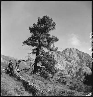 Arve mit Piz Mingèr