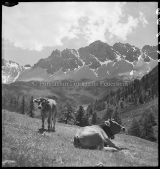 Kühe auf Alp Tavrü