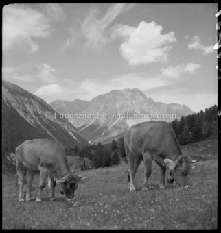 Kühe auf Alp Tavrü