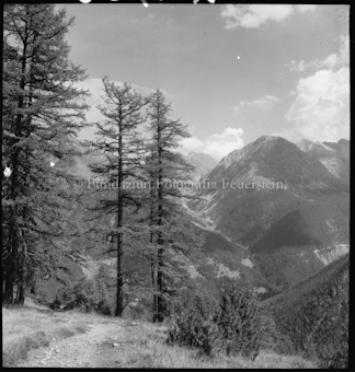 Berglandschaft mit Lärchen