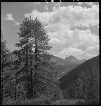 Berglandschaft mit Lärchen