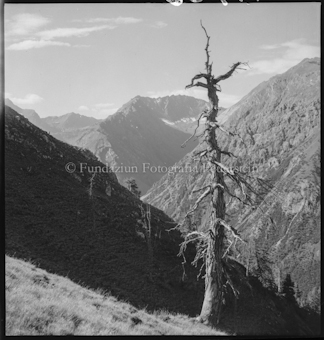 Toter Baum in Beglandschaft
