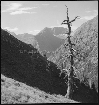 Toter Baum in Beglandschaft
