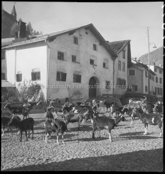Scuol Dorfplatz mit Ziegen bei Haus Wildtal