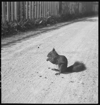 Eichhörnchen