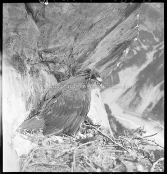 Adlerhorst, S-charl, ein Adler
