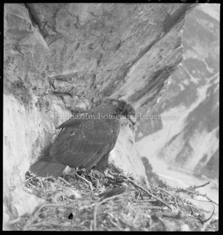 Adlerhorst, S-charl, ein Adler