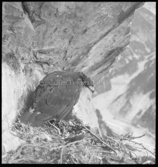 Adlerhorst, S-charl, ein Adler ausgebreitete Flügel