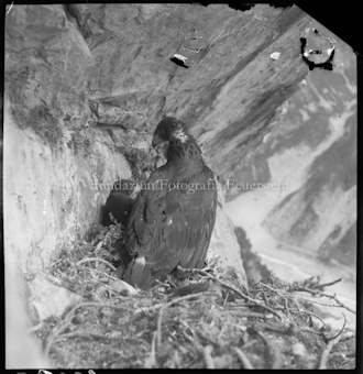 Adlerhorst, S-charl, ein Adler