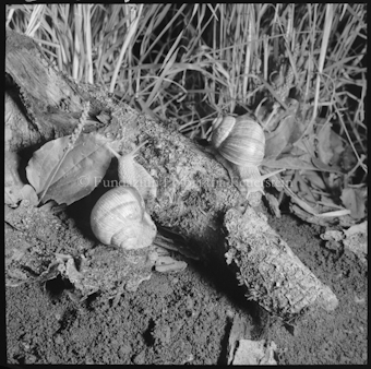 Zwei Schnecken