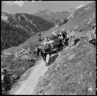 Pferdegespann mit Heu