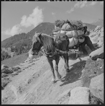 Pferdegespann mit Heu