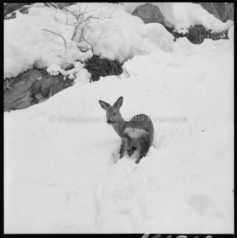Reh im Schnee