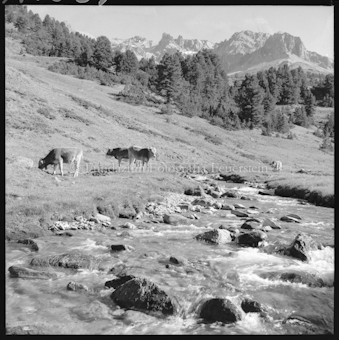 S-charltal Blick auf Val Bella mit Kühen