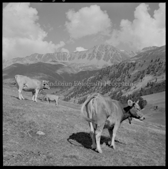 S-charltal Kühe / Alp Praditschöl, Blick auf Piz Plazèr