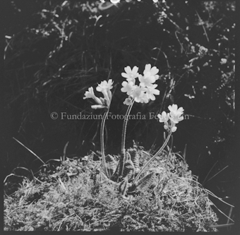 Primula