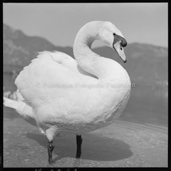 Schwan bei Bissone