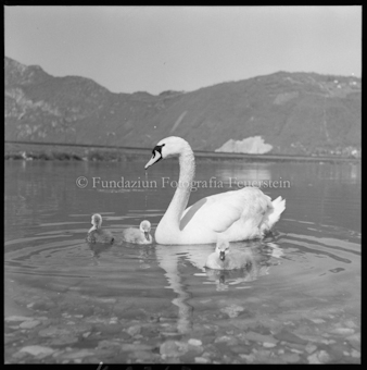 Schwan bei Bissone