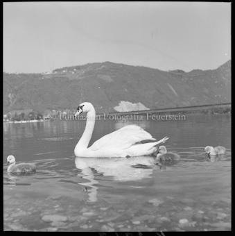 Schwan bei Bissone