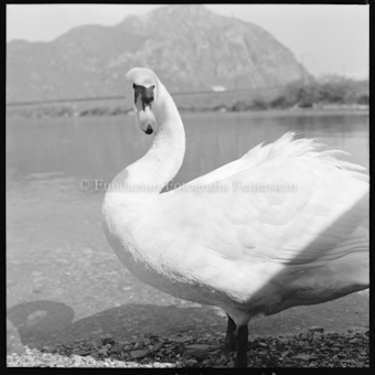 Schwan bei Bissone