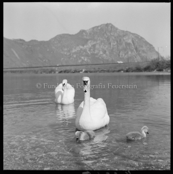 Schwan bei Bissone