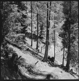 Pfad durch Wald