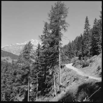 Waldweg