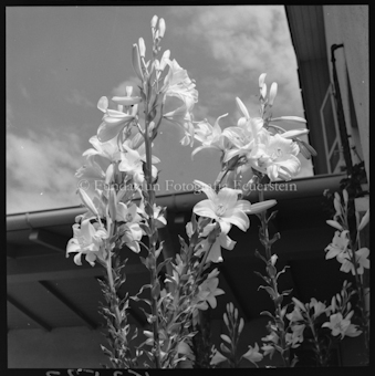 Weisse Lilien