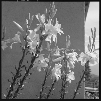 Weisse Lilien