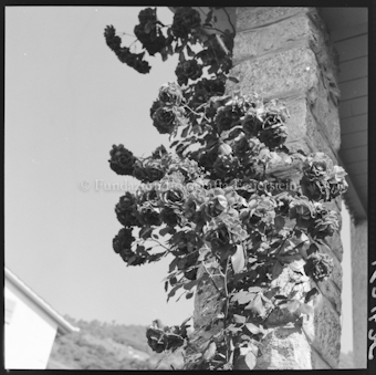Rote Rosen