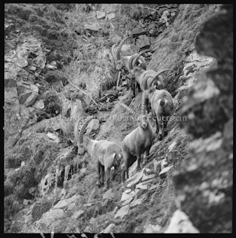 Steinböcke an Steilhang
