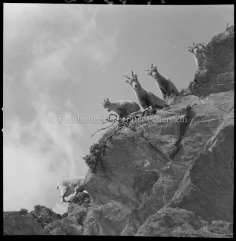 Junge Steinböcke von unten auf Felsen