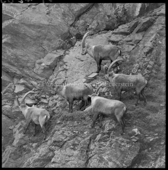 Steinböcke an Steilhang