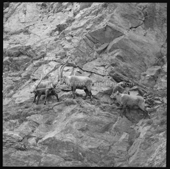 Steinböcke an Steilhang